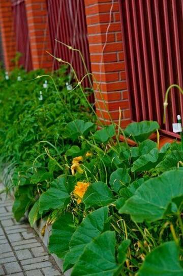 Фото номера Апартаменты с террасой Апарт-отель Apart-Hotel Plantage г. Зеленоградск 8